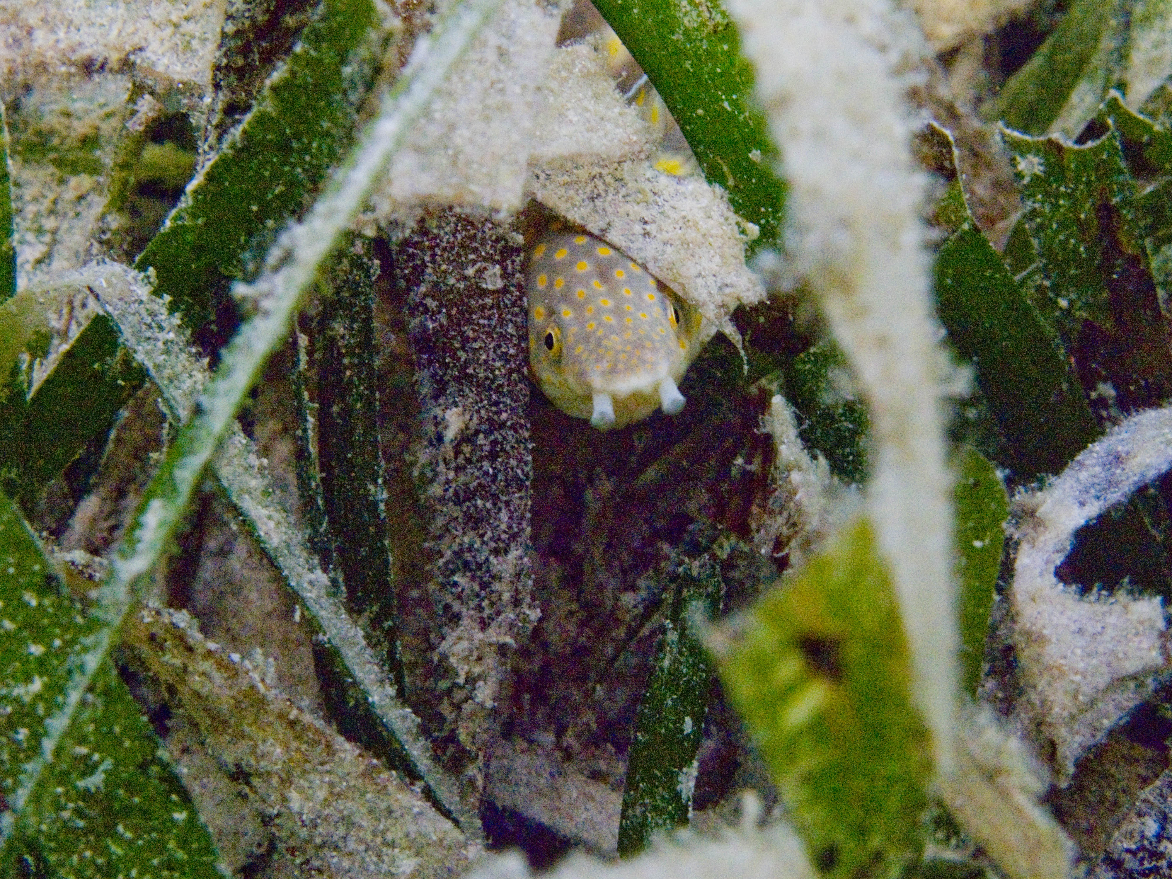 Sharptail eel (just off the float)